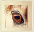 Ló-szem